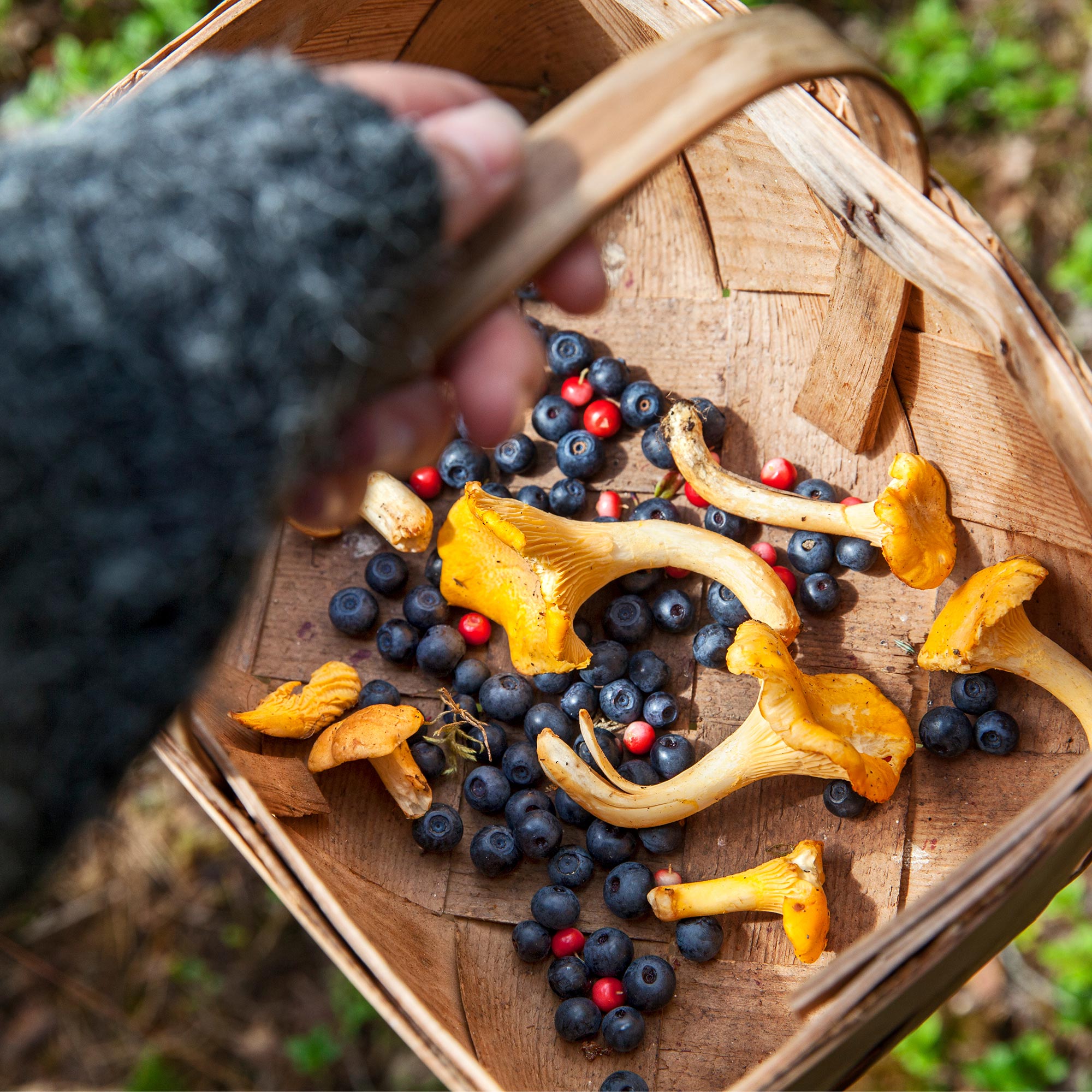 Person i skogen håller i en korg med blåbär och kantareller i