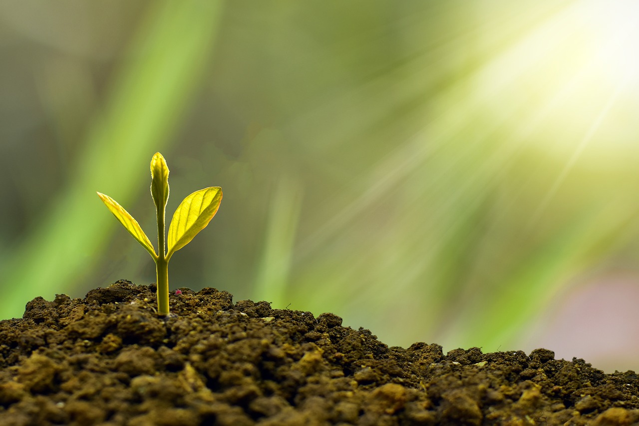 Solsken på liten planta i jord